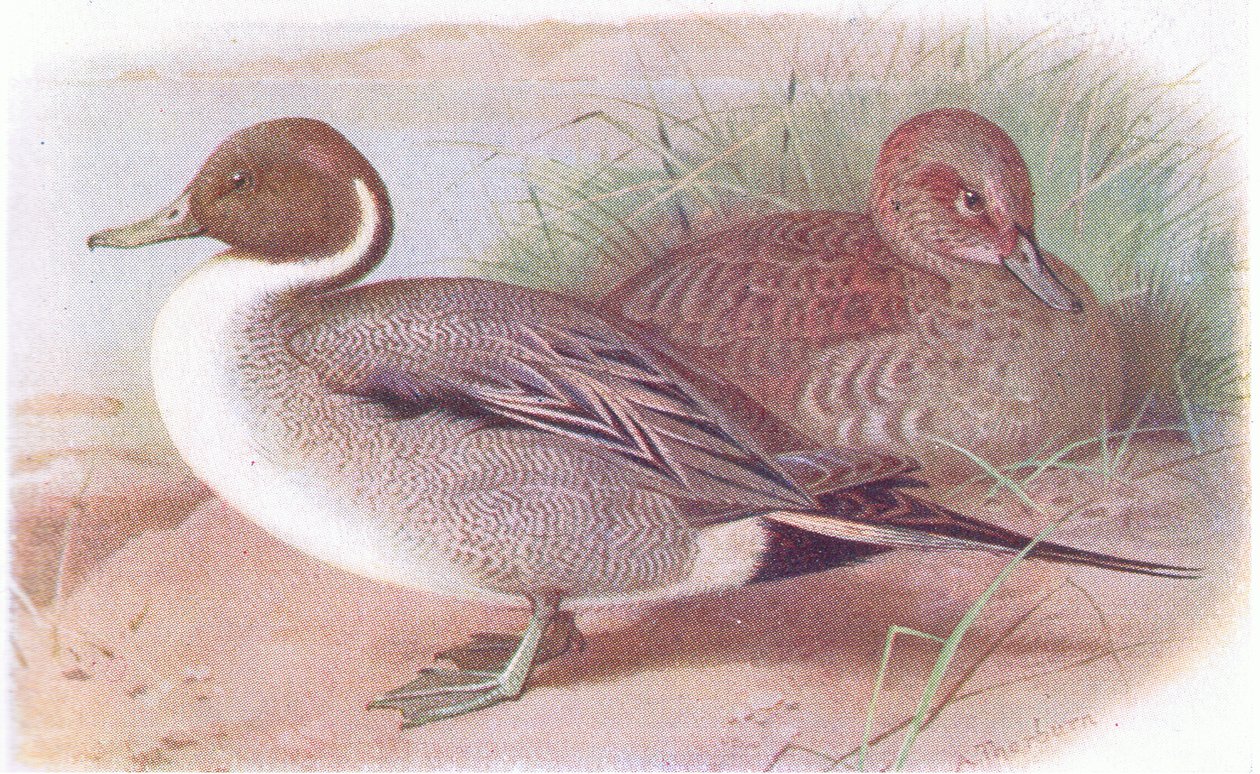 Stjärtand av Archibald Thorburn