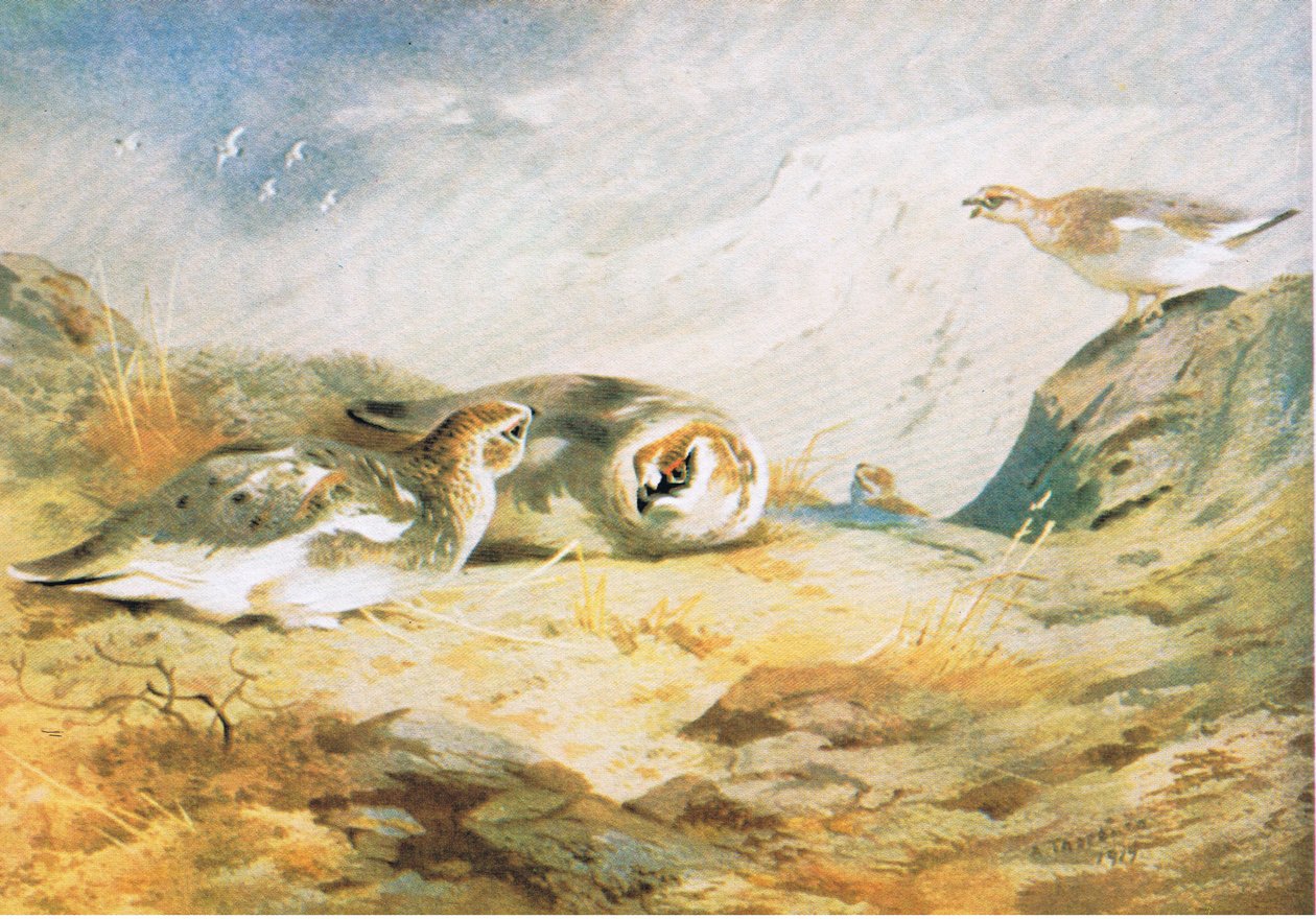 Ptarmigan, pub. av Book Club Associates, 1972 av Archibald Thorburn