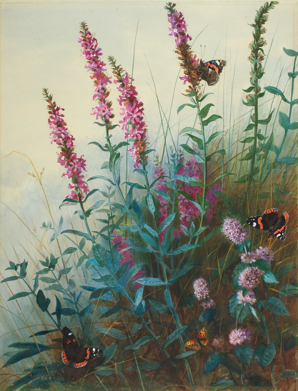 Purple Loosestrife and Watermint, c.1910-20 av Archibald Thorburn