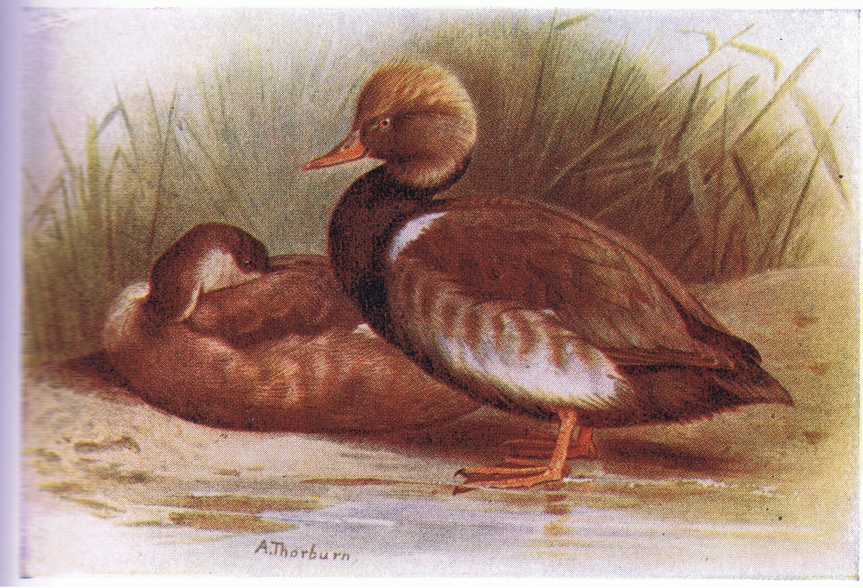 Rödkrönad Pochard av Archibald Thorburn