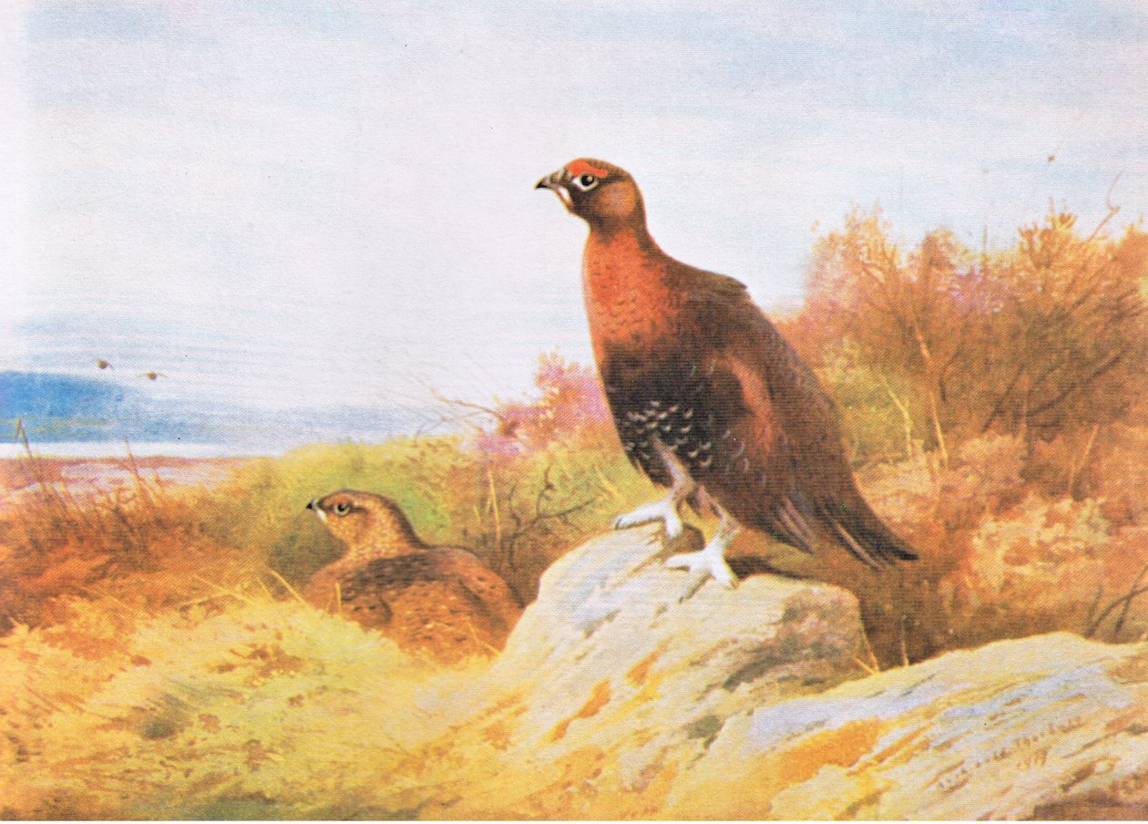 Red Grouse, fale fa