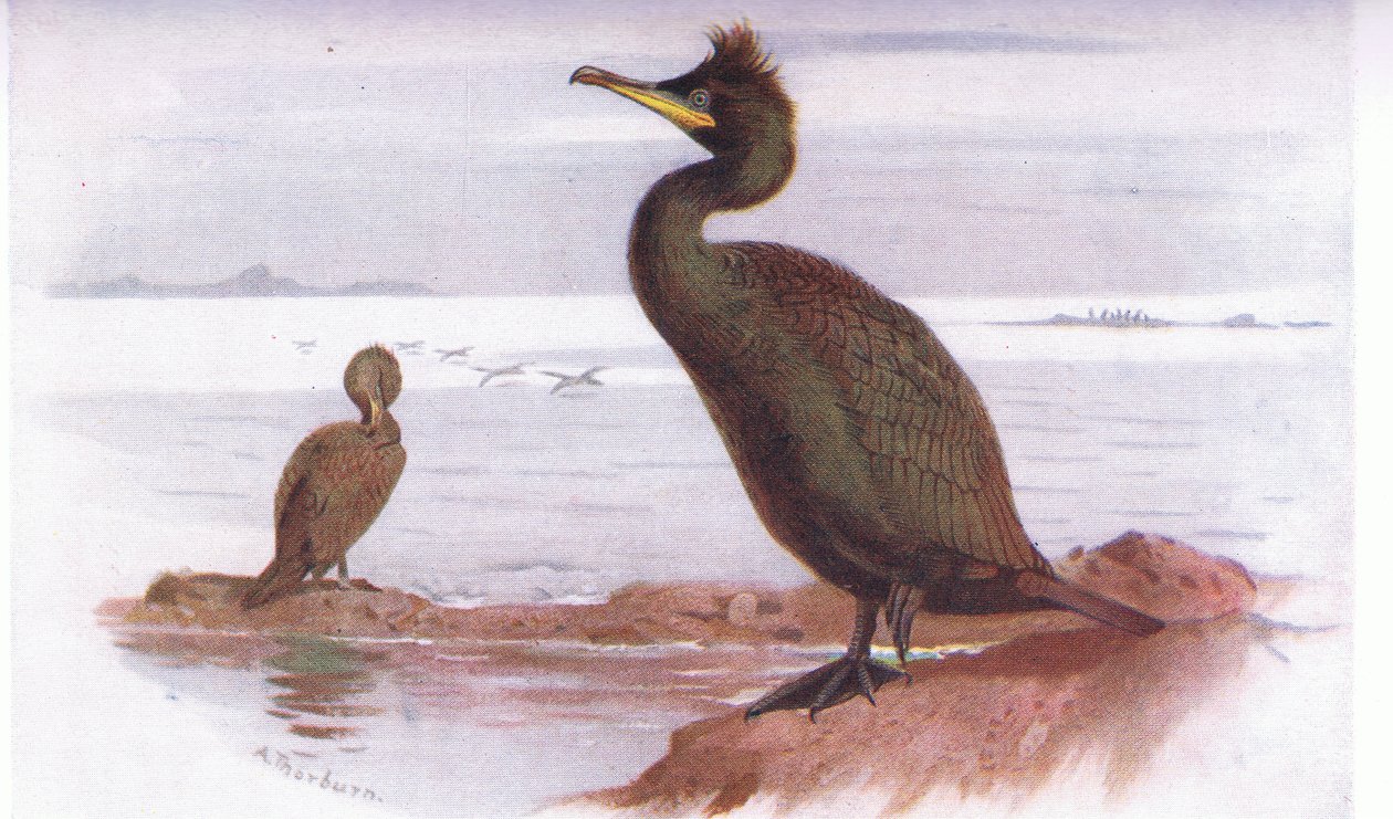 Ragg av Archibald Thorburn
