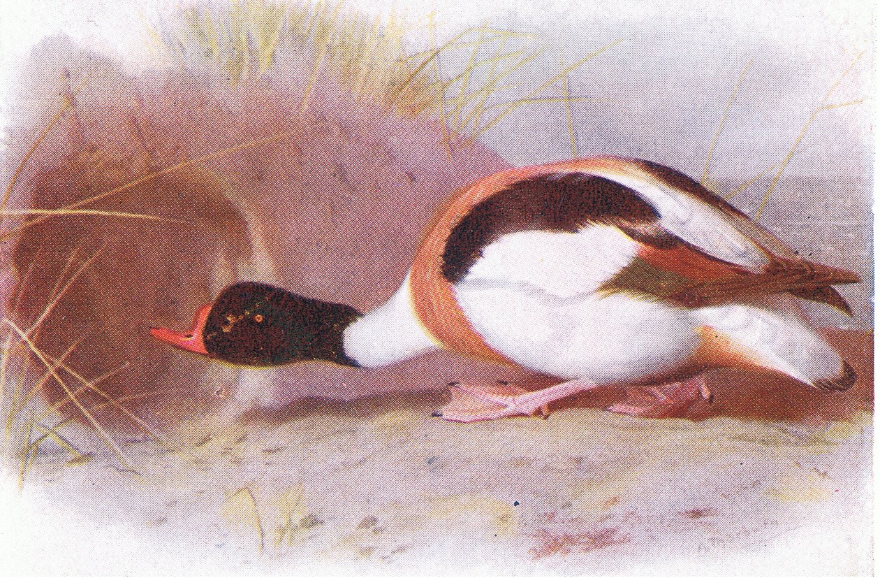 Sköld Anka av Archibald Thorburn