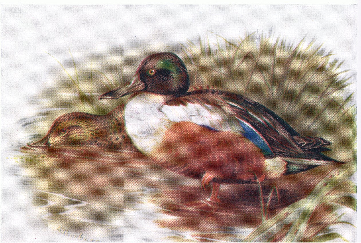 Shoveler av Archibald Thorburn