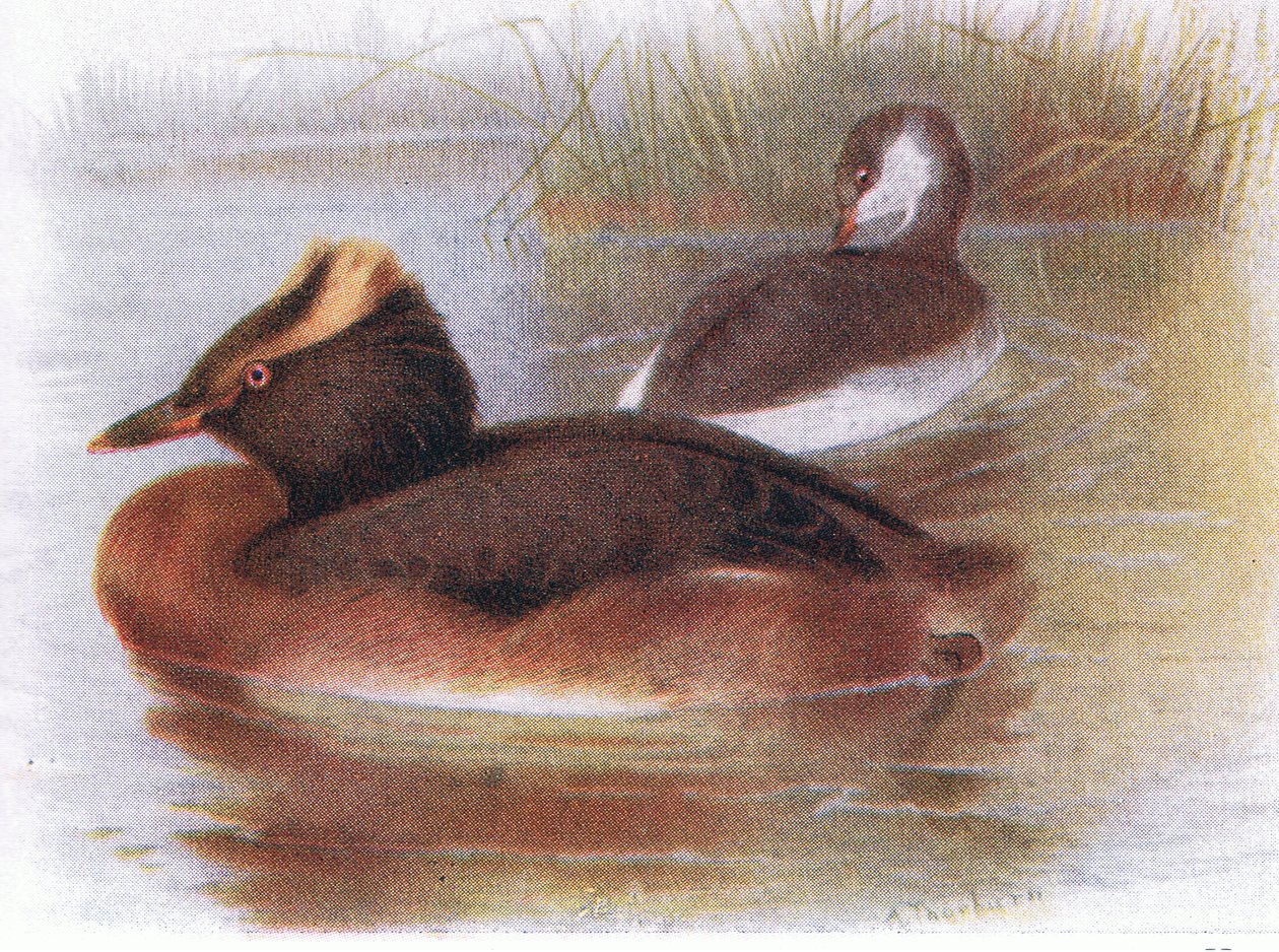 Slavisk doppe av Archibald Thorburn