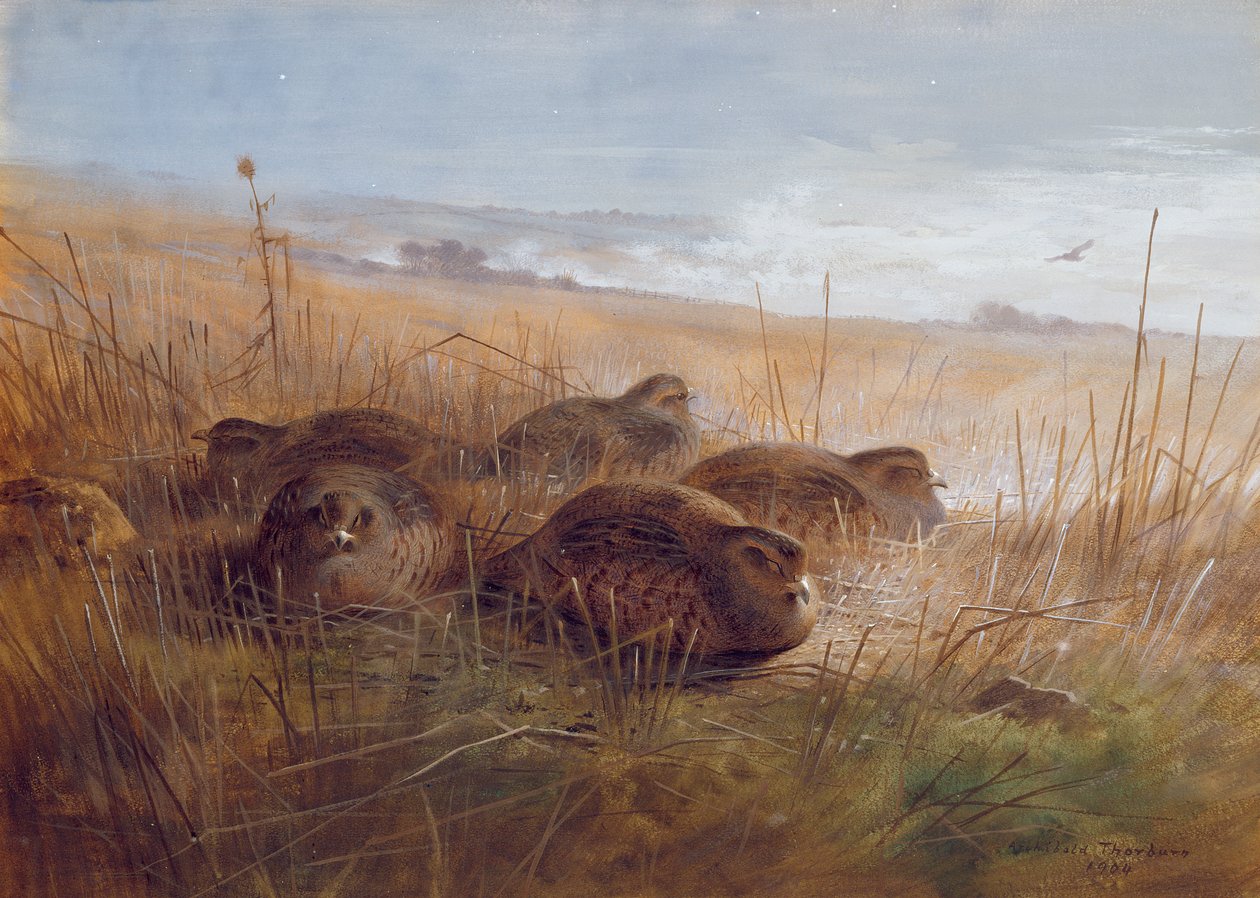 Snipe, 1923 av Archibald Thorburn