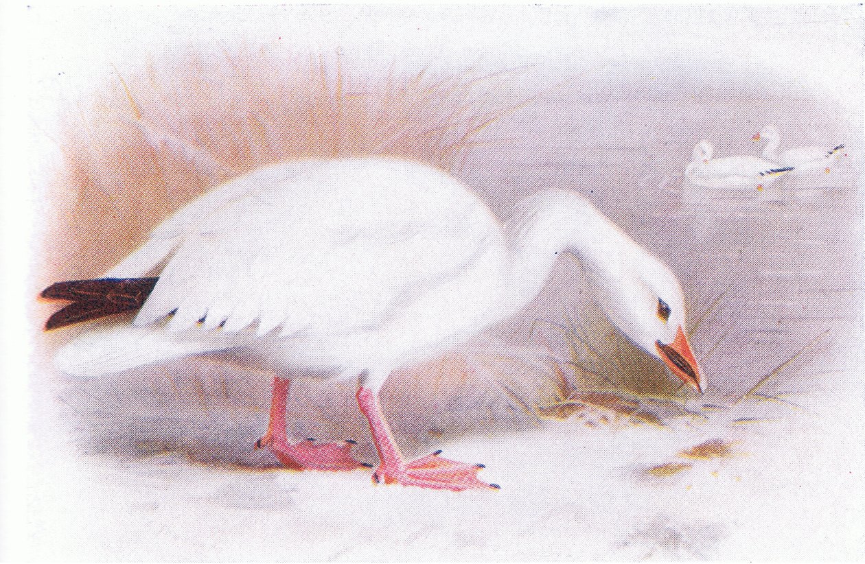 Snögås av Archibald Thorburn