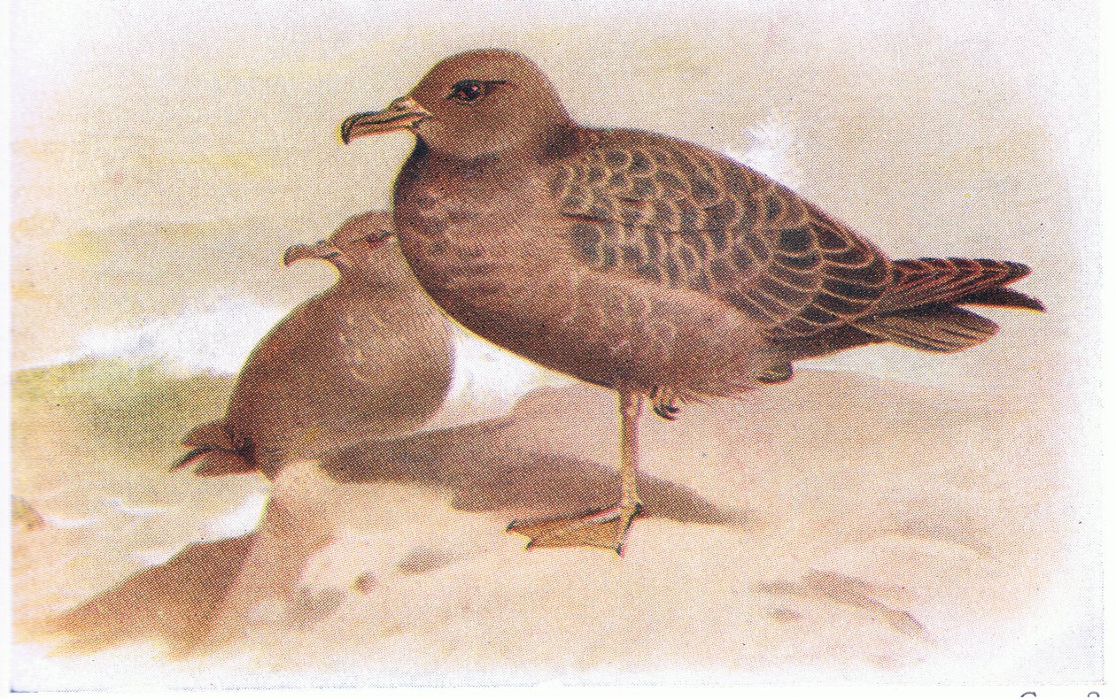 Sooty Shearwater av Archibald Thorburn