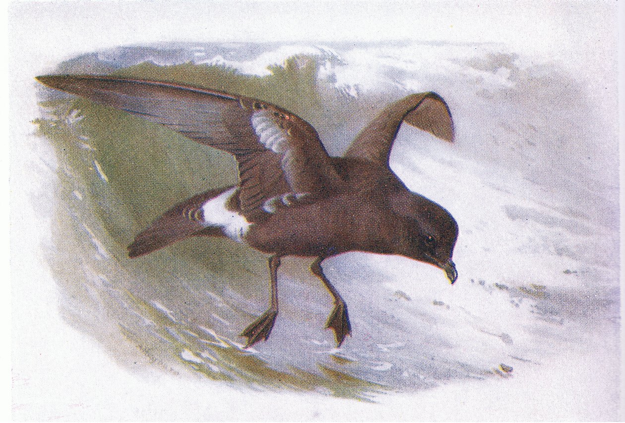 Stormpetrel av Archibald Thorburn