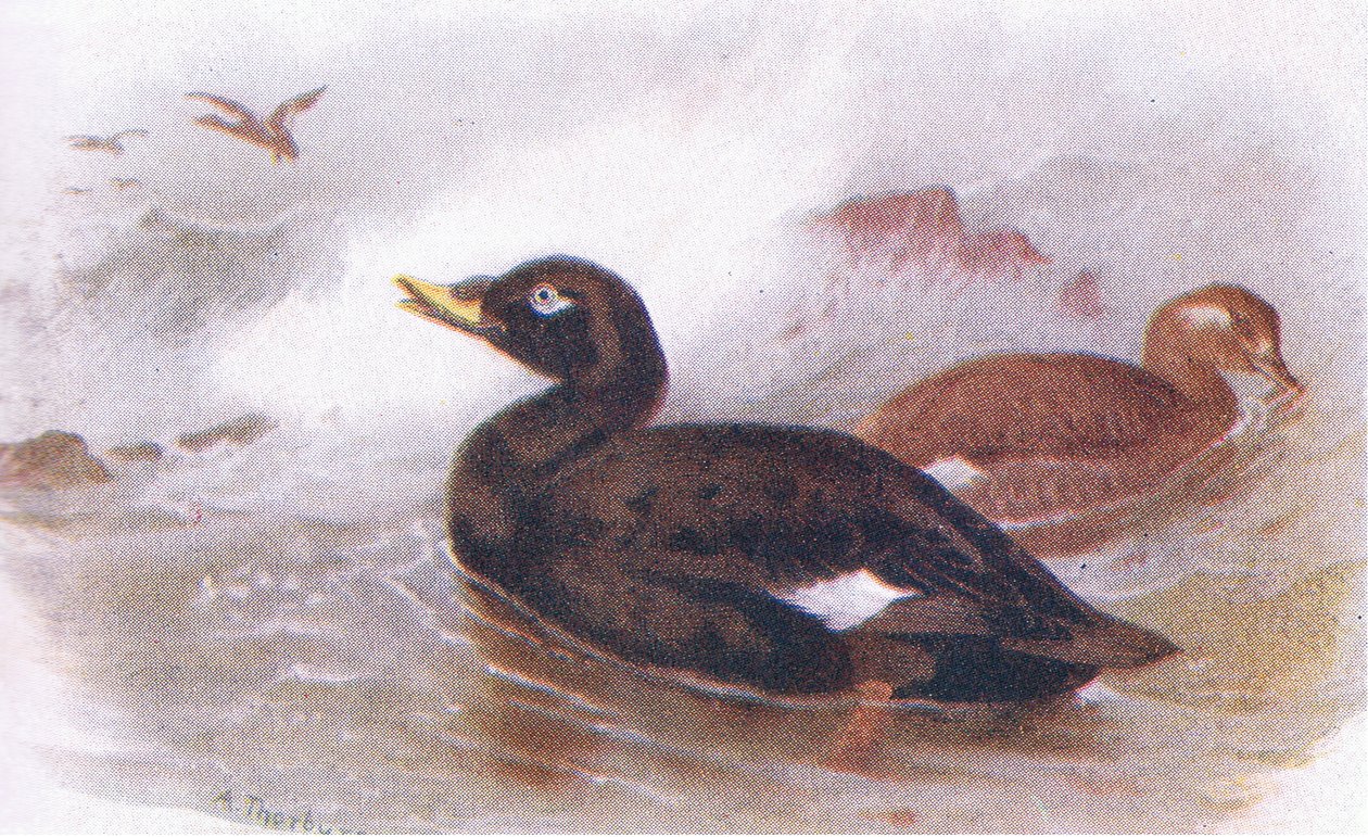 Velvet Scoter av Archibald Thorburn