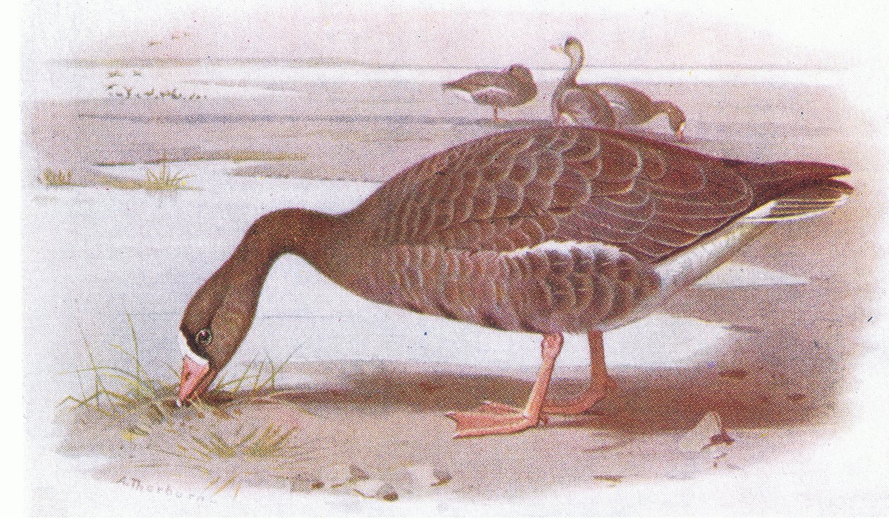 Vit gås av Archibald Thorburn