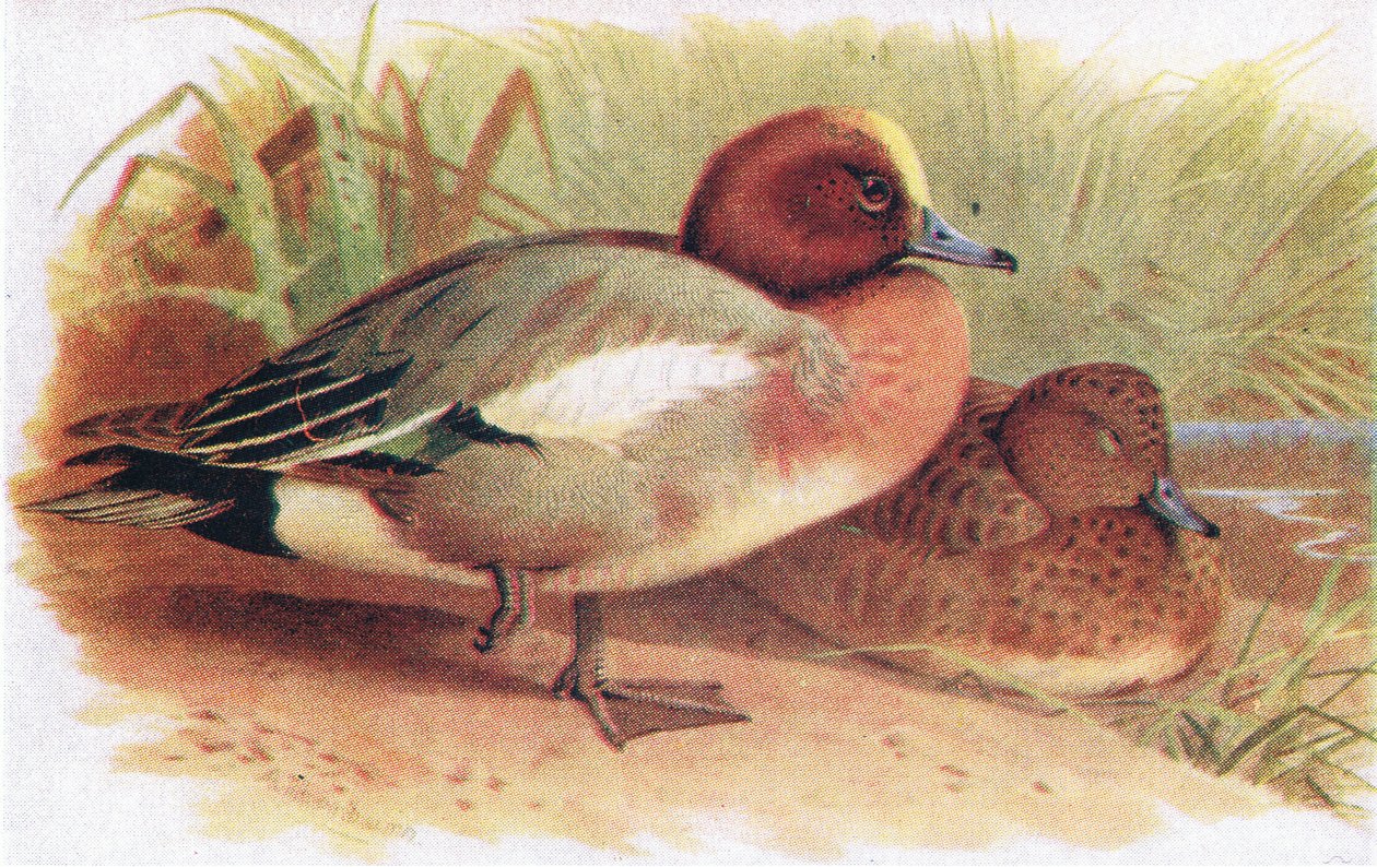 Bläsand av Archibald Thorburn