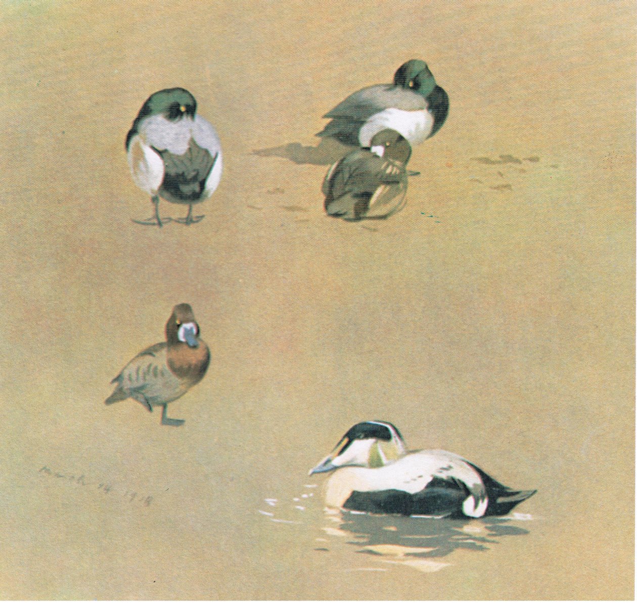 Wigeon, Scaup ma Eider Duck, pub. saunia e Book Club Associates, 1972 swed av Archibald Thorburn