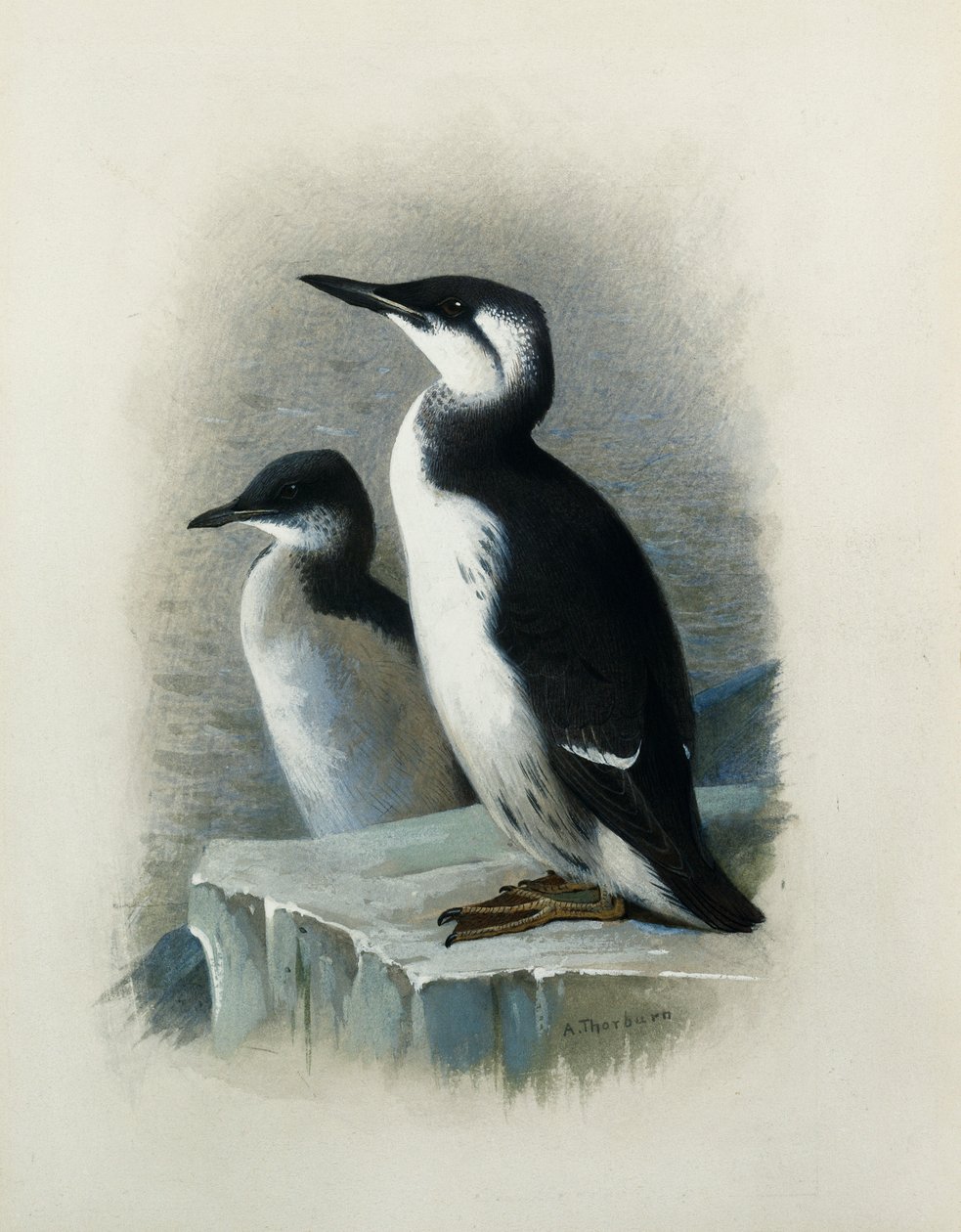 En Brunnichs sillgrissla av Archibald Thorburn