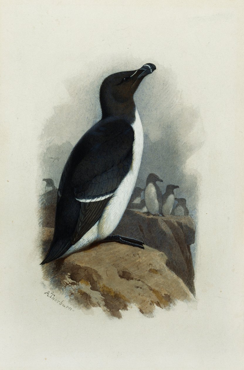 En rakblad av Archibald Thorburn