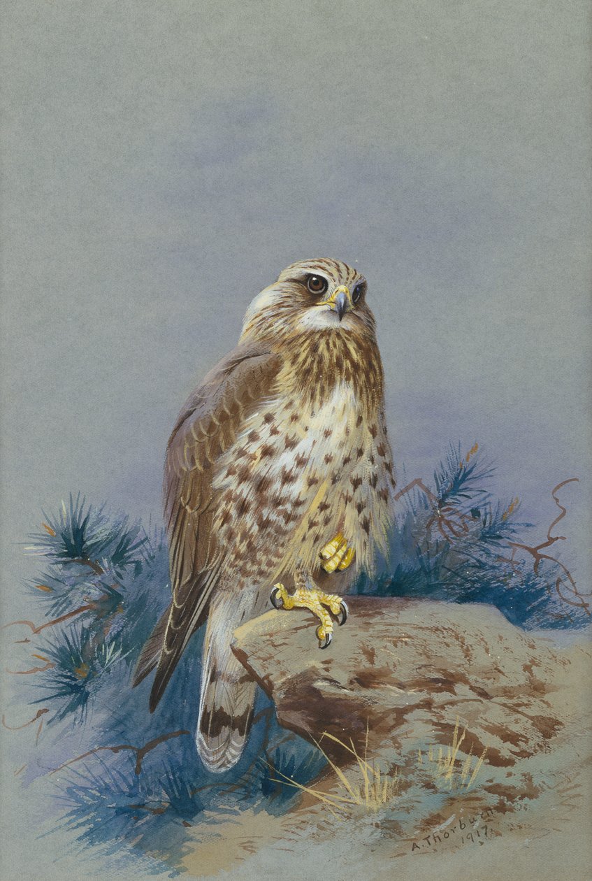 En grov benvråk av Archibald Thorburn