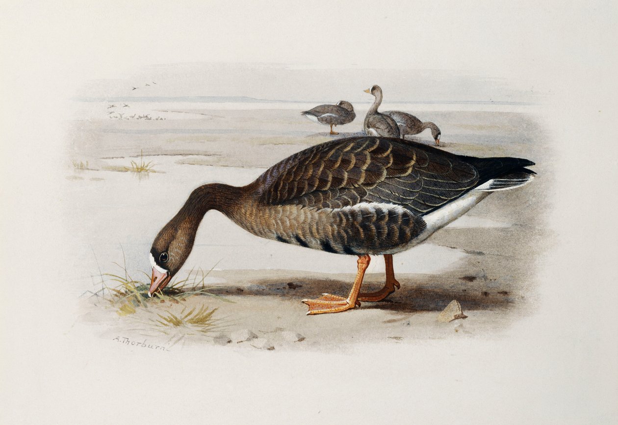 En Vitbensgås av Archibald Thorburn