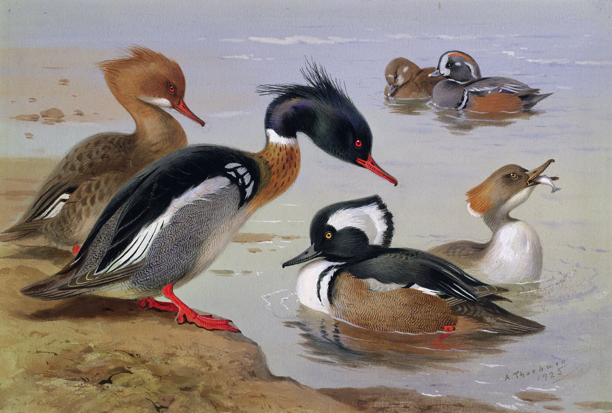Ankor vid en sjö av Archibald Thorburn