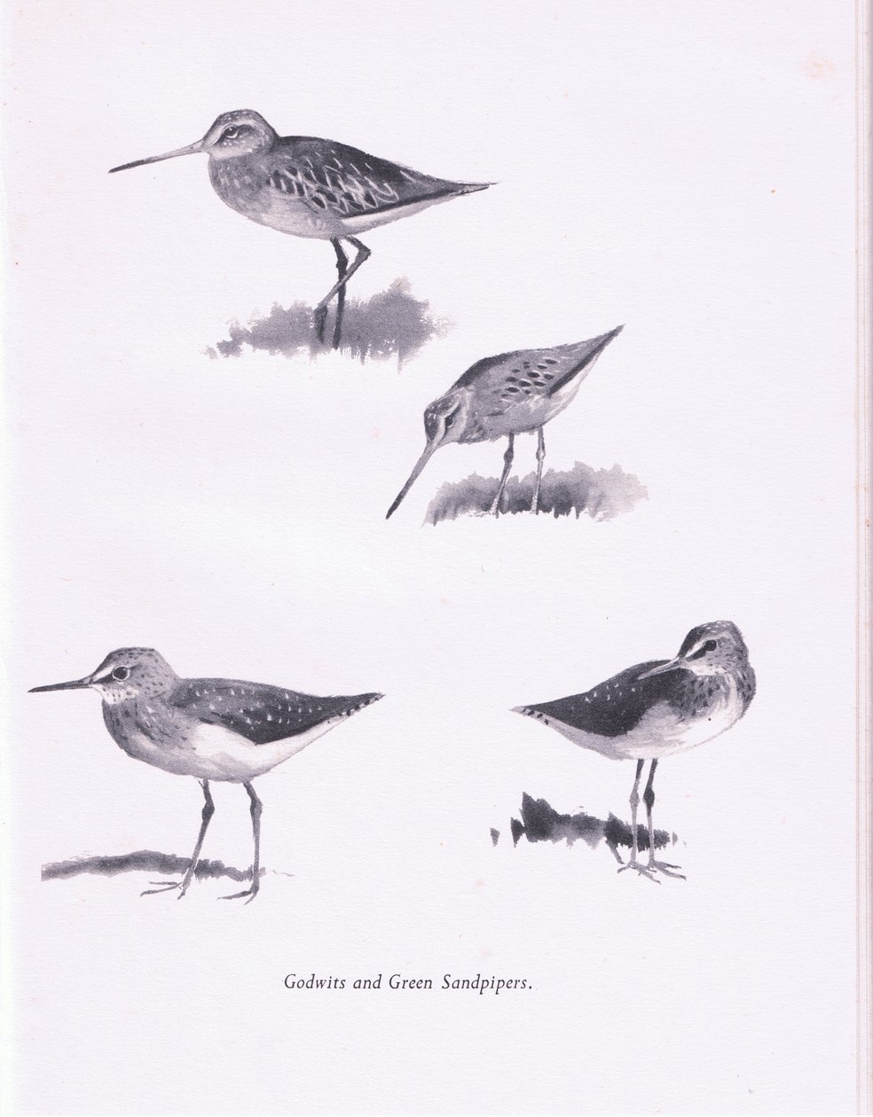 Godwits and Green Sandpipers, 1938 av Archibald Thorburn