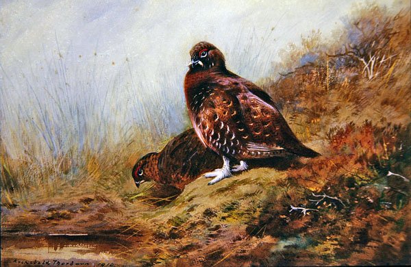 Ripa av Archibald Thorburn