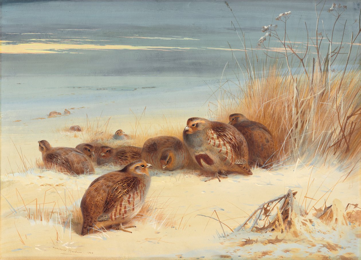 Rapphöna på en frostig morgon av Archibald Thorburn