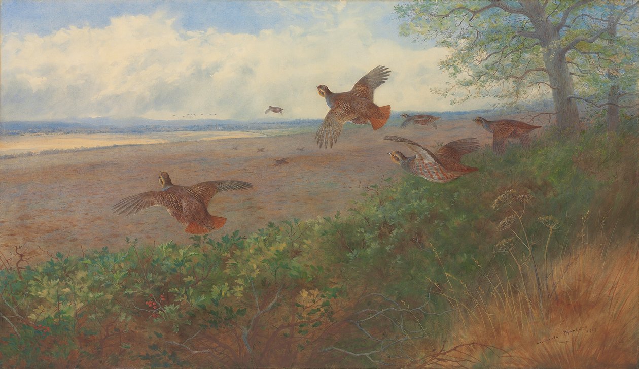 Rapphöns under flygning av Archibald Thorburn