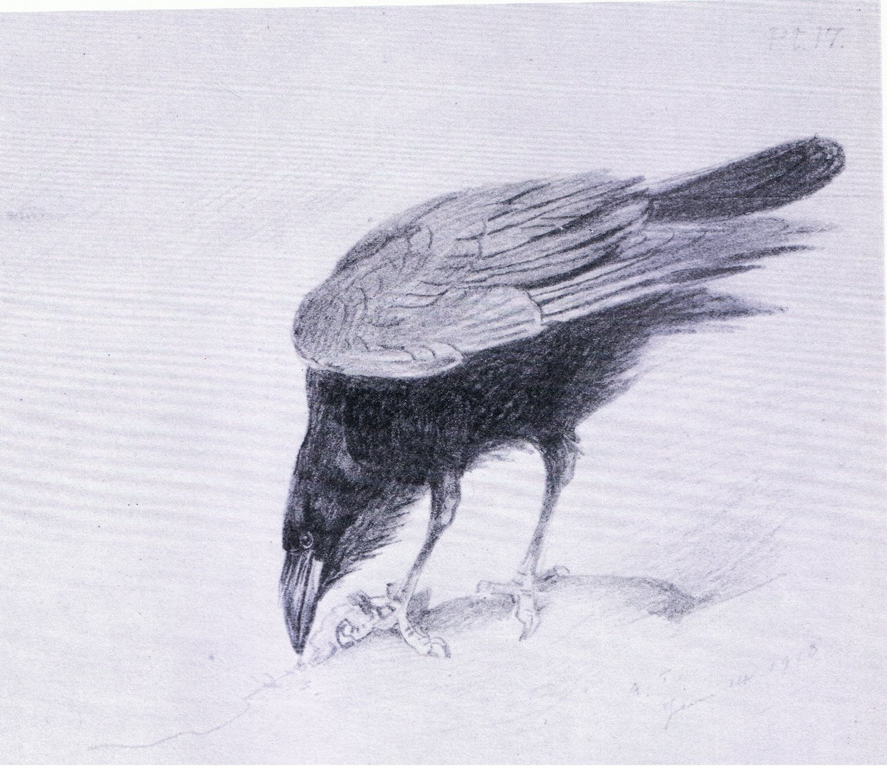 Raven, pub. av Book Club Associates av Archibald Thorburn