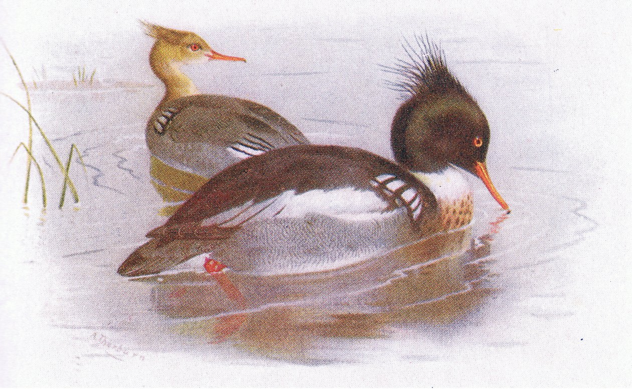 Rödbröstad Merganser av Archibald Thorburn