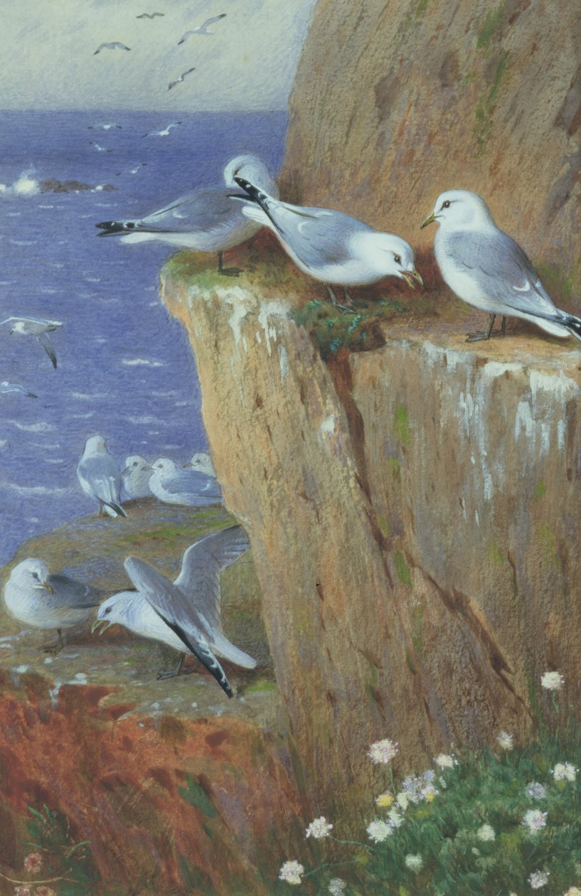 Måsar av Archibald Thorburn