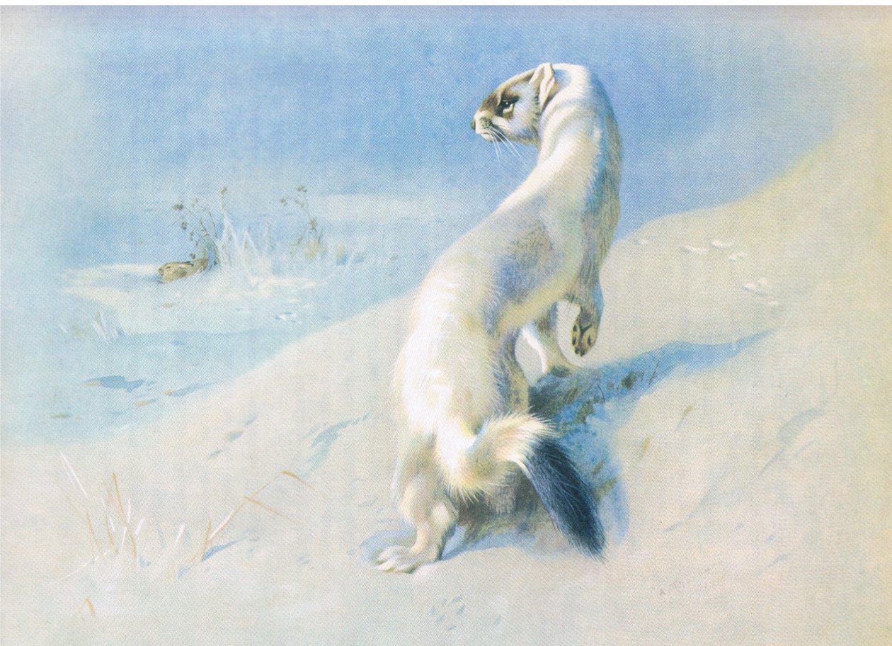 Hermelin av Archibald Thorburn
