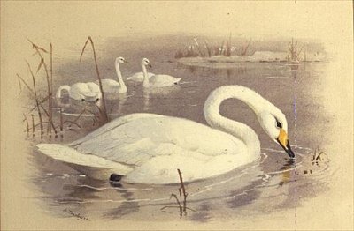 Svanar på vattnet av Archibald Thorburn