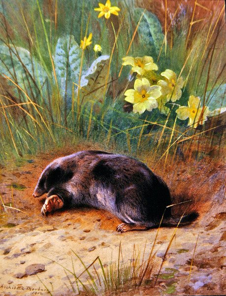 Den vanliga mullvaden av Archibald Thorburn