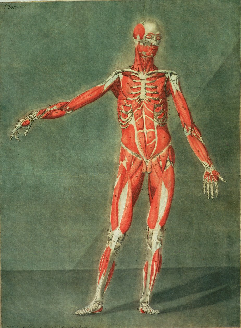 Ytligt muskelsystem på framsidan av kroppen, tallrik 4 från en komplett anatomikurs med text av Jadelot, graverad av konstnären, pub. 1773 (mezzotint) av Arnauld Eloi Gautier D