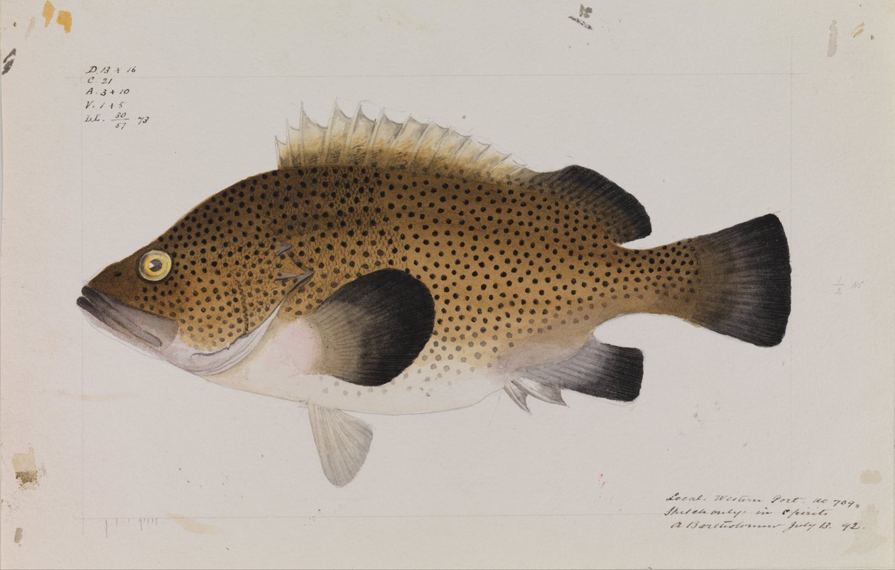 Östra Wirra, Acanthistius ocellatus av Arthur Bartholomew