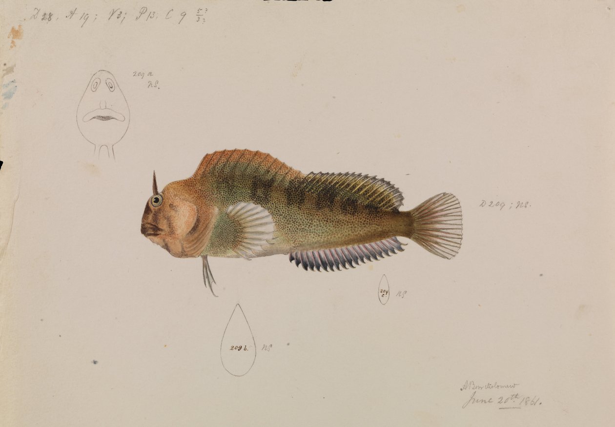 Tasmanian Blenny, Parablennius tasmanianus av Arthur Bartholomew