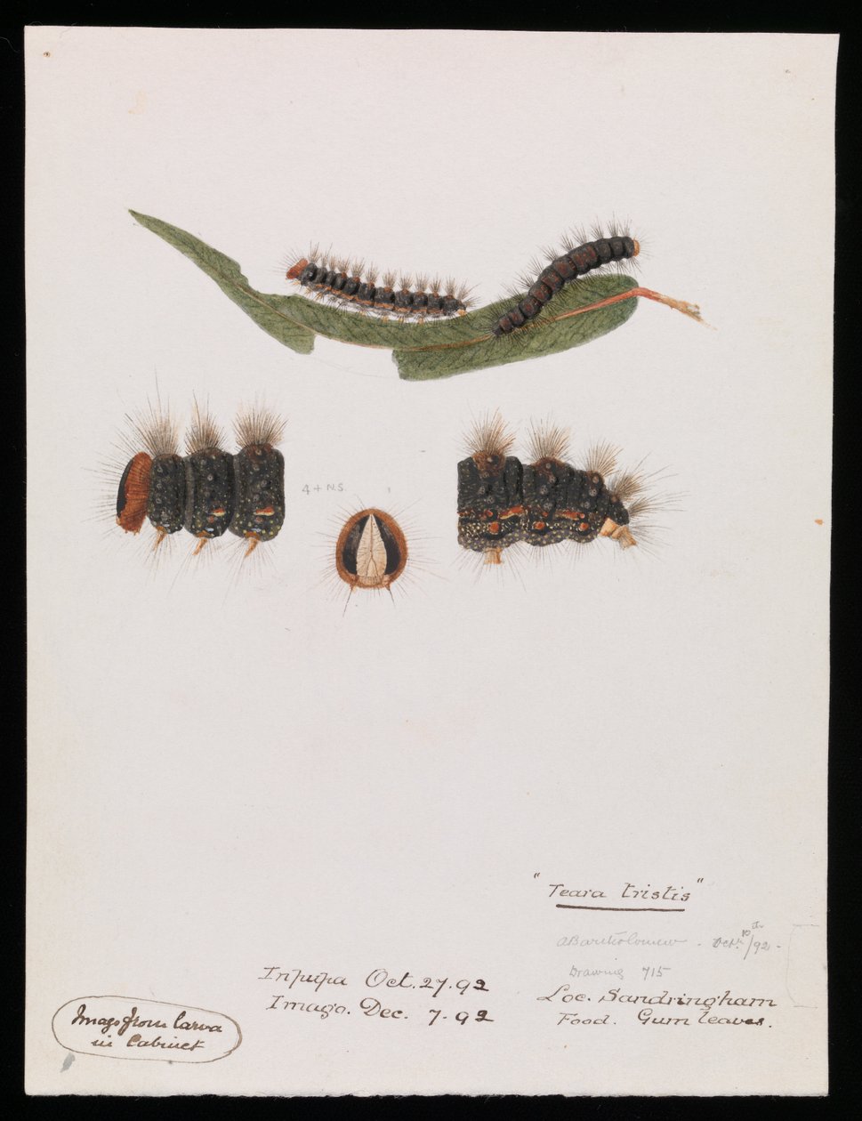 Caterpillar, Epicoma ledsen, Teara ledsen av Arthur Bartholomew