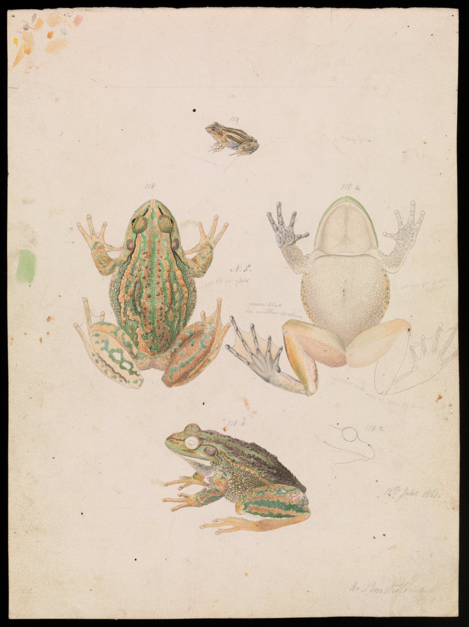 Morrande gräsgroda, Litoria raniformis av Arthur Bartholomew