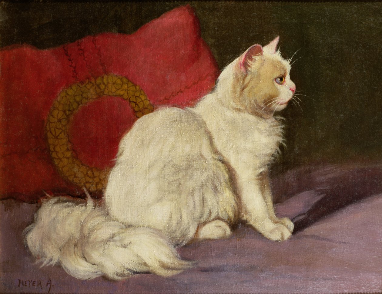 Vit perserkatt av Arthur Heyer