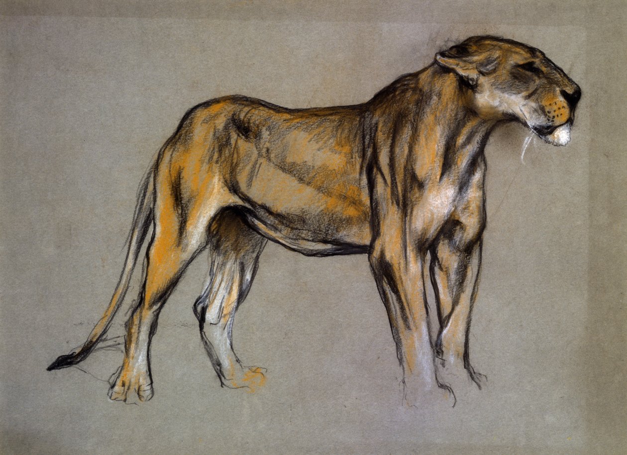 A Lioness, ca 1900 (pastell på grått papper) av Arthur Wardle