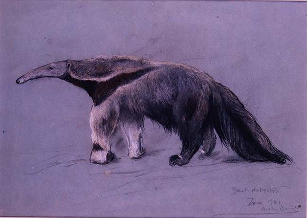 Stor myrsötare av Arthur Wardle