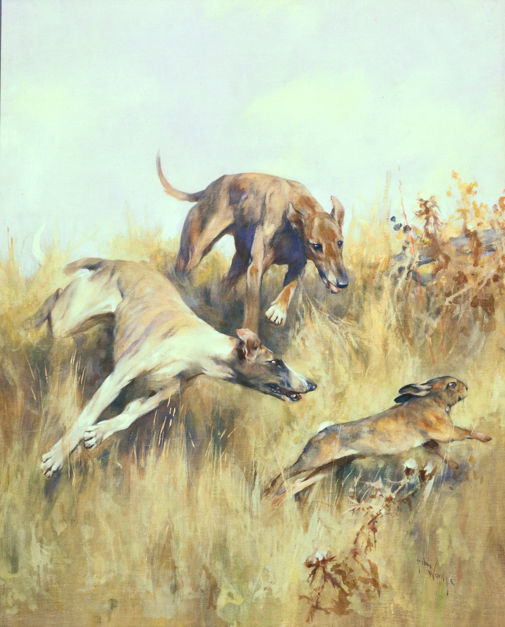 Greyhounds Giving Chase (gouache på papper) av Arthur Wardle