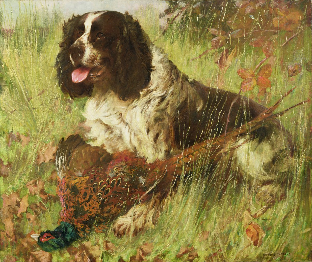 Springer Spaniel med fasan av Arthur Wardle