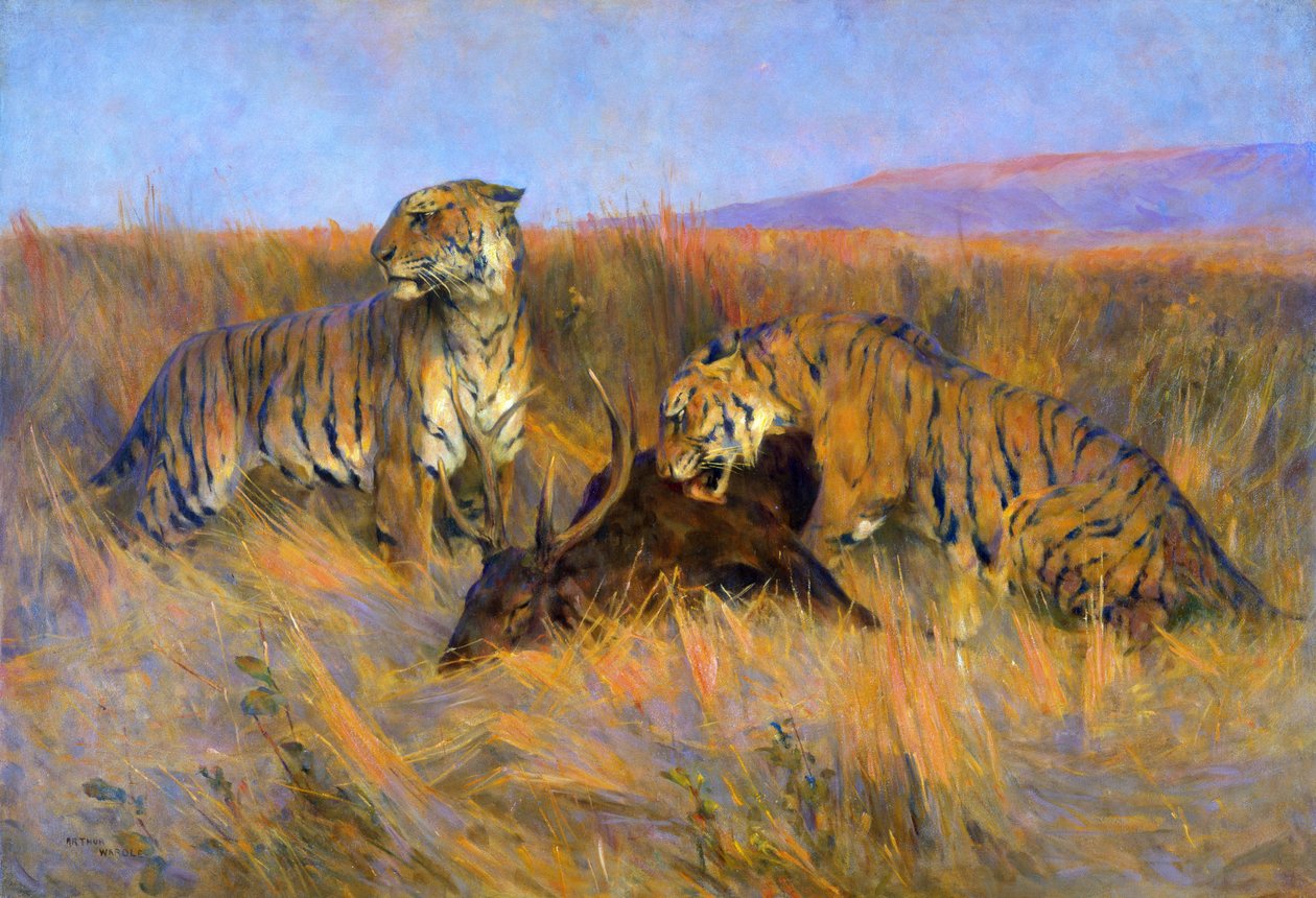 Tigers at Kill (olja på duk) av Arthur Wardle