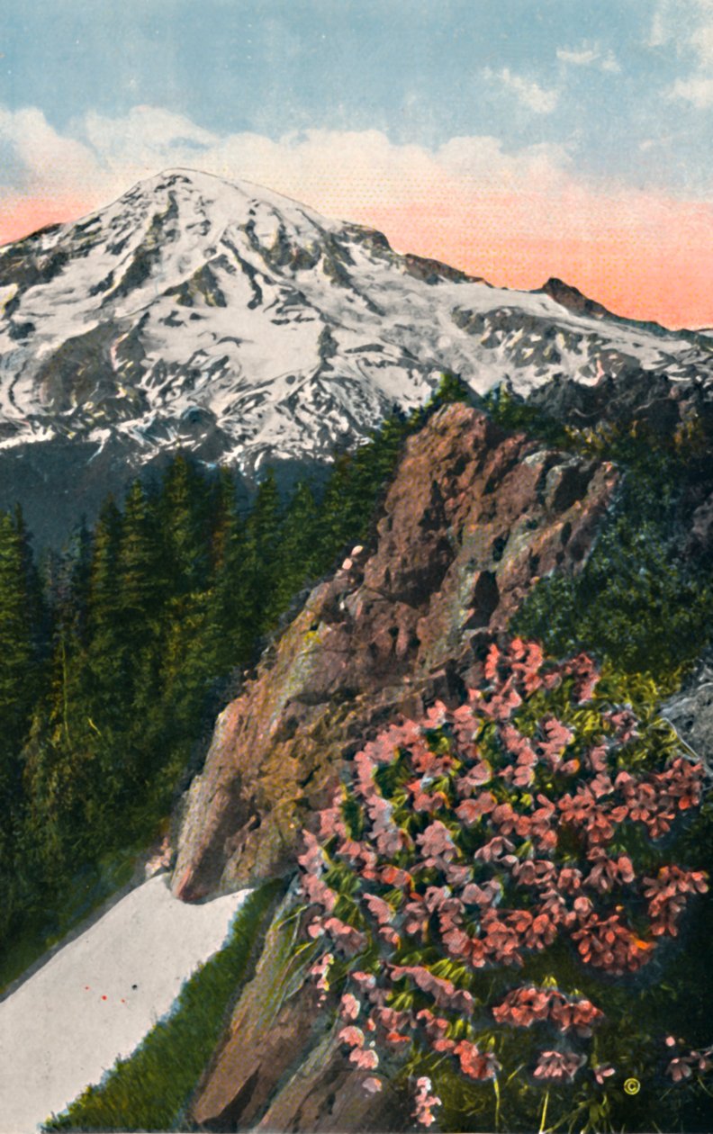 Primrose på Mount Rainier, c1916 av Asahel Curtis