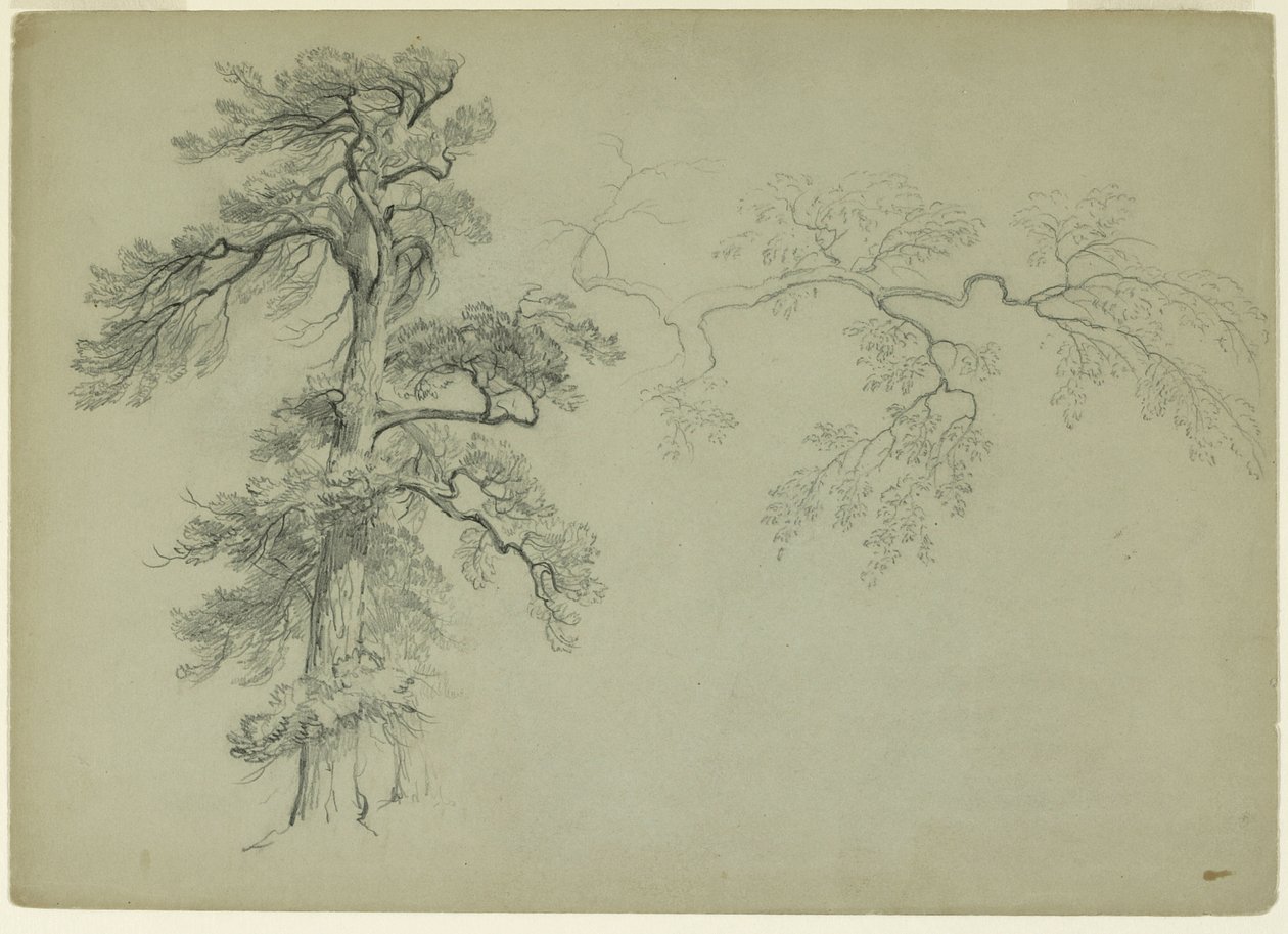 Studies of a Tree and a Branch, 1849 (grafit på grågrönt papper) av Asher Brown Durand