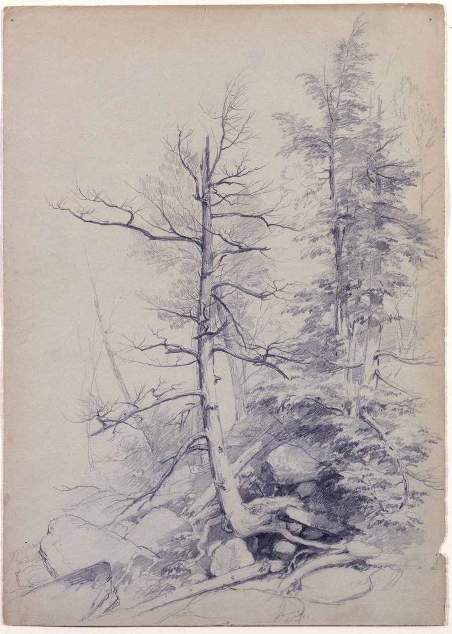 Study of Trees and Rocks, Catskill Mountains, New York, 1849 (grafit på grågrönt papper) av Asher Brown Durand