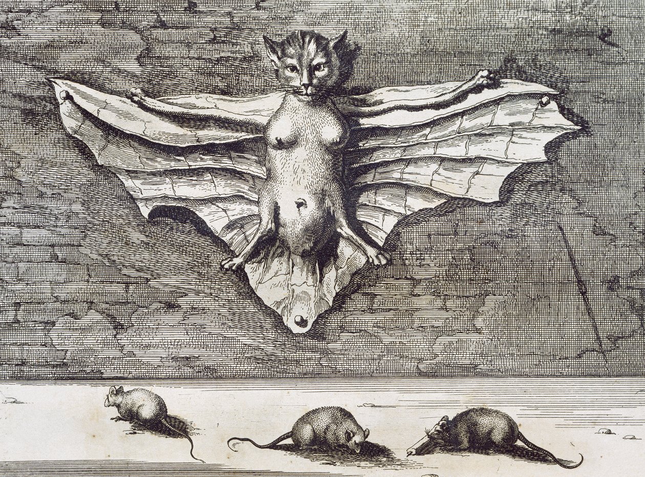 Flygande katt, 1667 av Athanasius Kircher