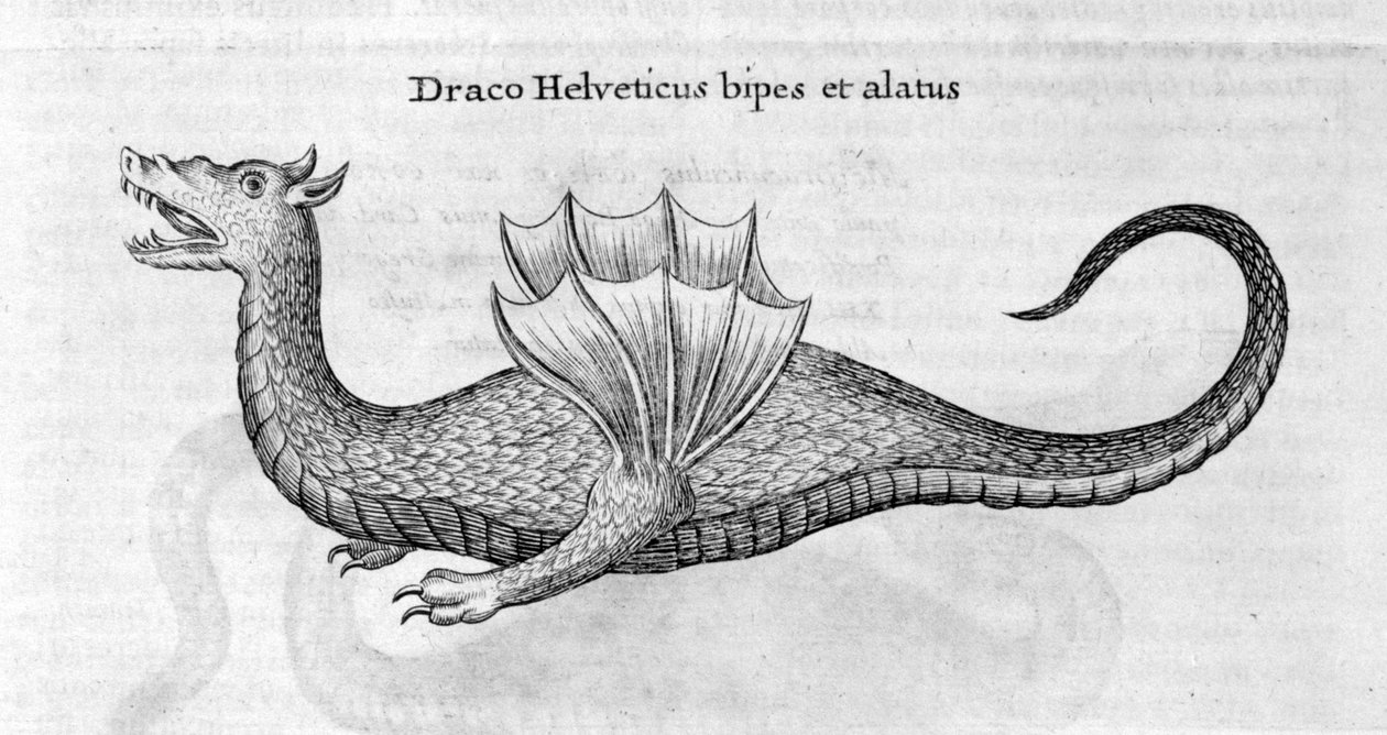 Drake, 1678 av Athanasius Kircher
