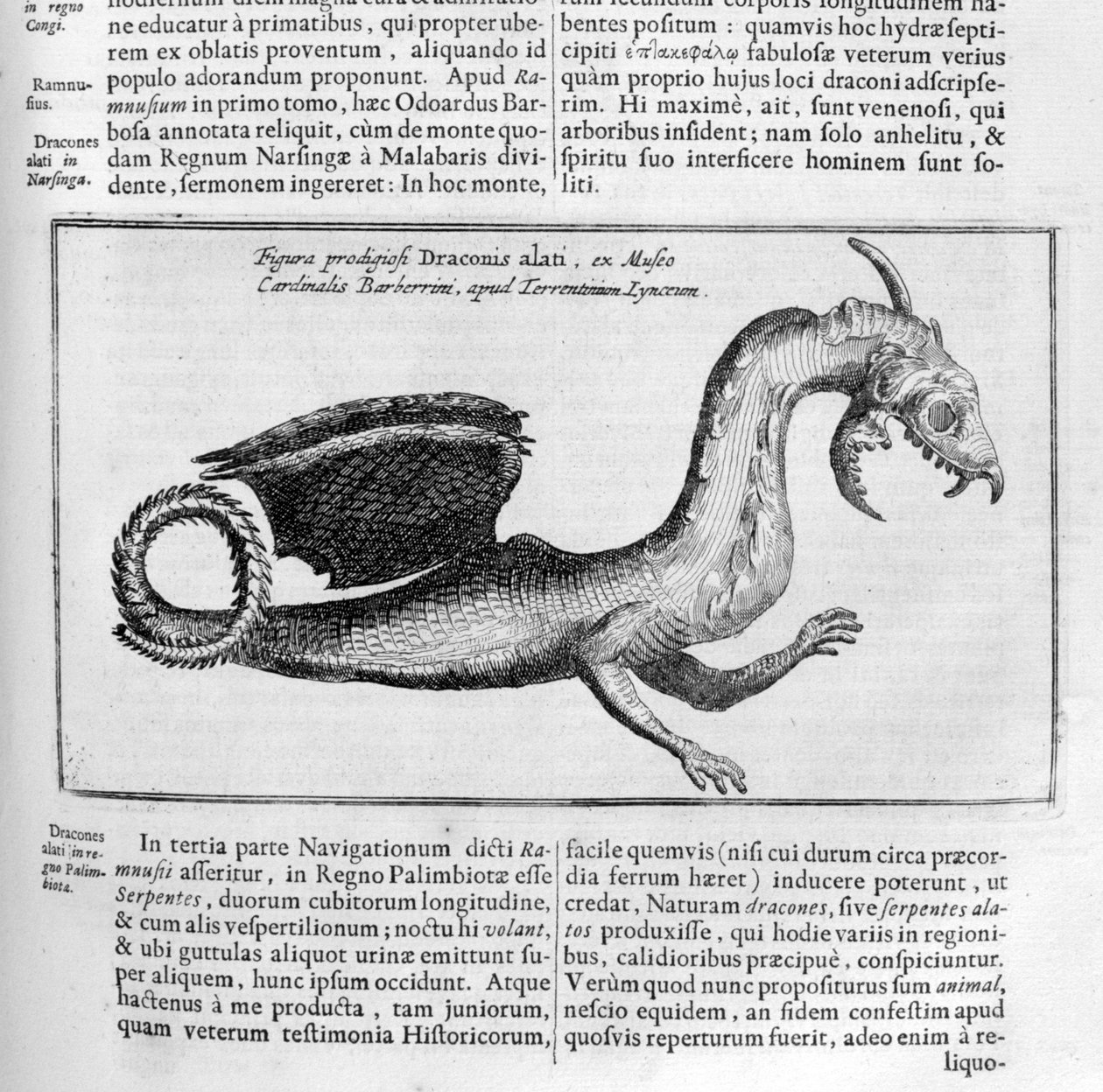 Drake, 1678 av Athanasius Kircher