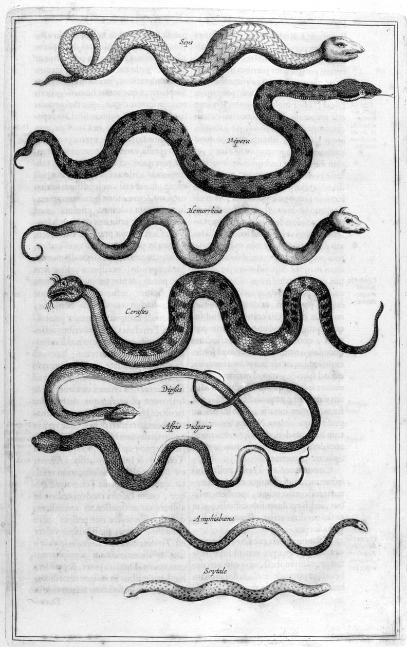 Ormar, 1675. av Athanasius Kircher